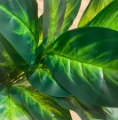 Kunstig plante «Dieffenbachia». 78cm thumbnail
