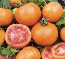 Tomat ‘Zlatava’ thumbnail