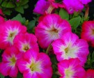 Petunia 'Mambo red morn' thumbnail