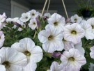 Hengepetunia mix thumbnail
