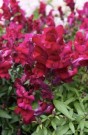 Løvemunn 'Snappy violet' thumbnail