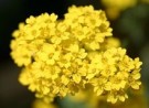 Steindodre 'Gold Dust' thumbnail