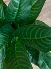 Kunstig plante «dieffenbachia». 78cm thumbnail