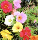 Praktportulakk thumbnail