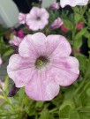 Hengepetunia mix thumbnail