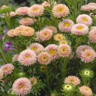 Sommerasters 'Matsumoto Apricot' thumbnail