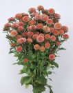 Sommerasters 'Matsumoto Apricot' thumbnail