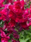 Løvemunn 'Snappy violet' thumbnail
