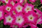 Petunia 'Mambo red morn' thumbnail
