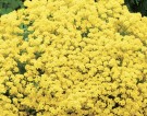 Steindodre 'Gold Dust' thumbnail