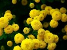 Krysantemum 'Cocktail' thumbnail