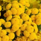 Krysantemum 'Cocktail' thumbnail