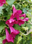 Løvemunnsranke 'Red Dragon'