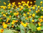Tannpineblomst  'electric daisy'