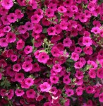 Petunia 'Lavendel wave'