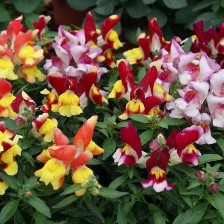 Alle blomsterfrø