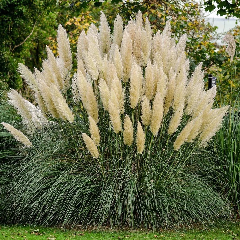 Cortaderia selloana. Staselig kjempegress. Med prydgress alene eller sammen med blomstrende planter har du alle forutsetninger for å skape en eventyrlig vakker hage og uteplass. Også veldig dekorativ i buketter.