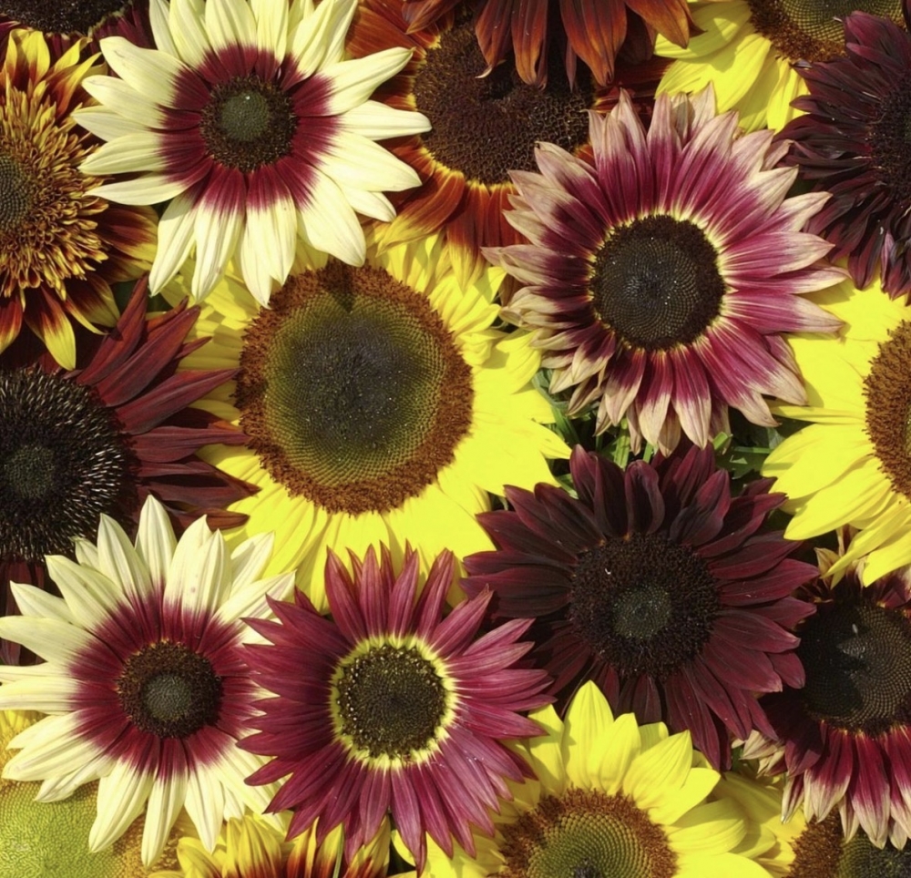 Helianthus annuus. Blanding med 80-200 cm høye solsikker i nesten alle regnbuens farger med forskjellige høyder på blomstene. Perfekt til buketter. Frø og kronblader kan brukes i matlagingen.